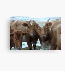 Cows Canvas Print