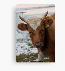 Bull Canvas Print