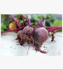 Beetroot Poster