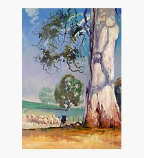 Gum Tree Lane - Australian Kelpie Series Photographic Print