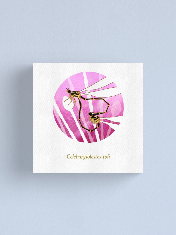 Alternate view of The Circles of Life: Celebargiolestes toli Canvas Print