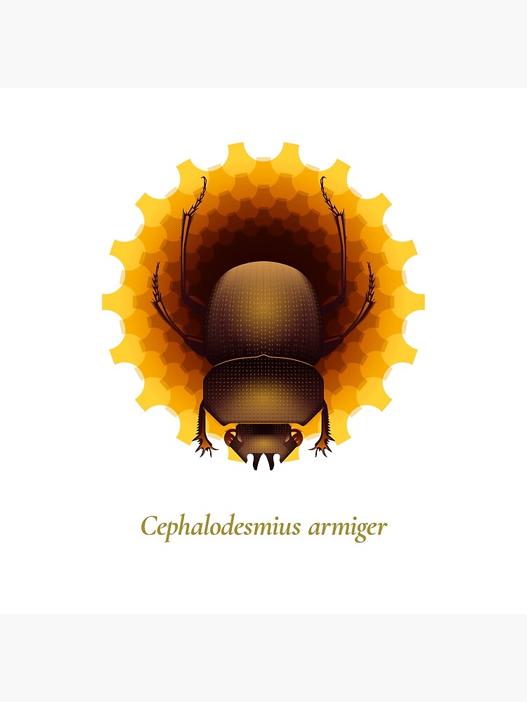 The Circles of Life: Cephalodesmius armiger by franzanth