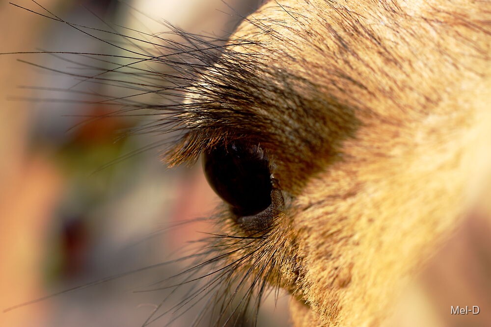 Photography Wall Art Home Decor quot photography of camel eyes quot by mel d redbubble Photography Wall Art Home Decor quot photography of camel eyes quot by mel d redbubble