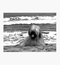 Miss Iggy #1 Photographic Print