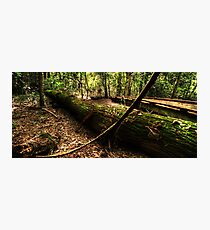 The Brush Photographic Print