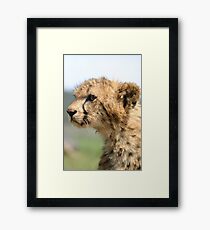 Young Cheetah Cub Framed Print