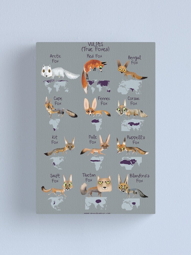 Alternate view of Vulpes True Foxes Canvas Print