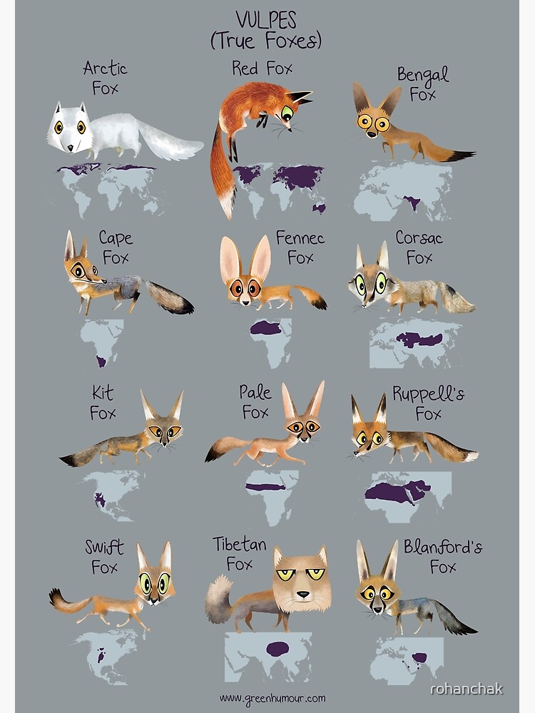 Vulpes True Foxes by rohanchak