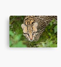 Ocelot Canvas Print