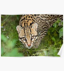 Ocelot Poster