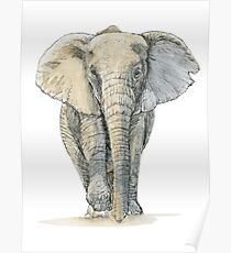 Elephant Poster