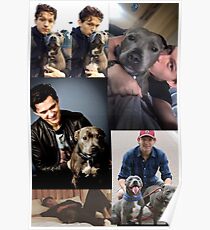 Tom Holland & Dogs Poster
