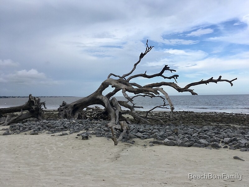 "Jekyll Island Boneyard Beach" by BeachBumFamily Redbubble
