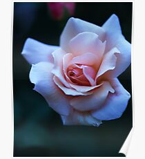 Blushing Pink Rose Poster