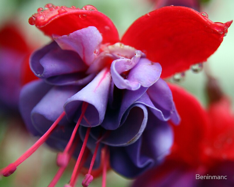 "Pink & Purple Fuchsia Flower closeup 2" by Beninmanc Redbubble