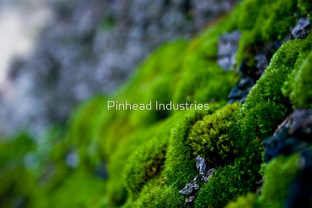 Mossy Micro Scape by Pinhead Industries