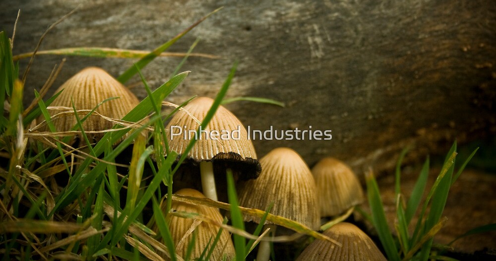 Annual Secret Society for Mushrooms by Pinhead Industries