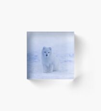 White Arctic Fox in Snow and Ice Acrylic Block