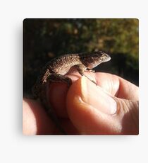 Blue Belly Lizard 11-4-2018 Canvas Print