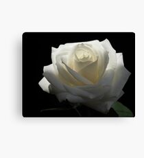 White White Rose Canvas Print