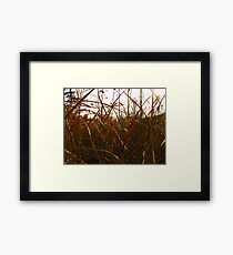 Coloured Grasses Framed Print
