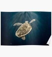 SeaTurtle Poster