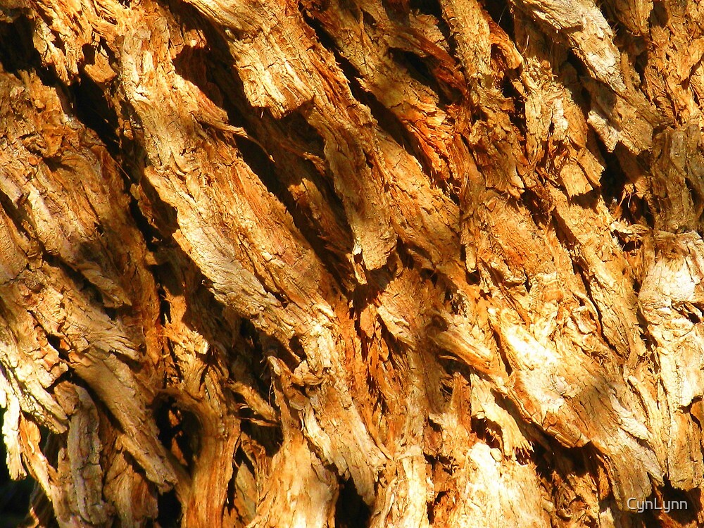 "Mexican Elder Tree (close up)" by CynLynn Redbubble