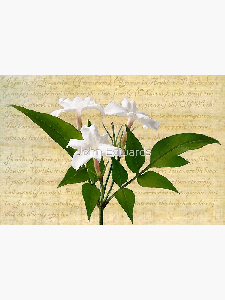 Jasminum polyanthum by JohnE
