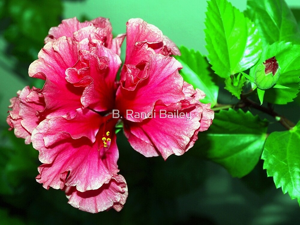 "Deep Pink Double Hibiscus" By ♥⊱ B. Randi Bailey | Redbubble