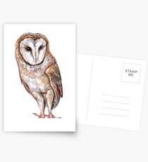 Barn owl drawing Postcards