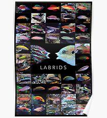Labrids Poster