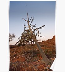 Old tree at Mutawintji Poster