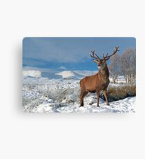 Deer-Stag Canvas Print