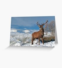 Deer-Stag Greeting Card