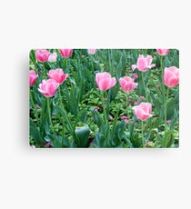 Pink Metal Print