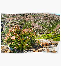 Ben Lomond Poster