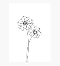 Botanisches Illustrationsstrichzeichnen - Anemonen Fotodruck