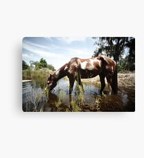 Inidan wild horse Canvas Print