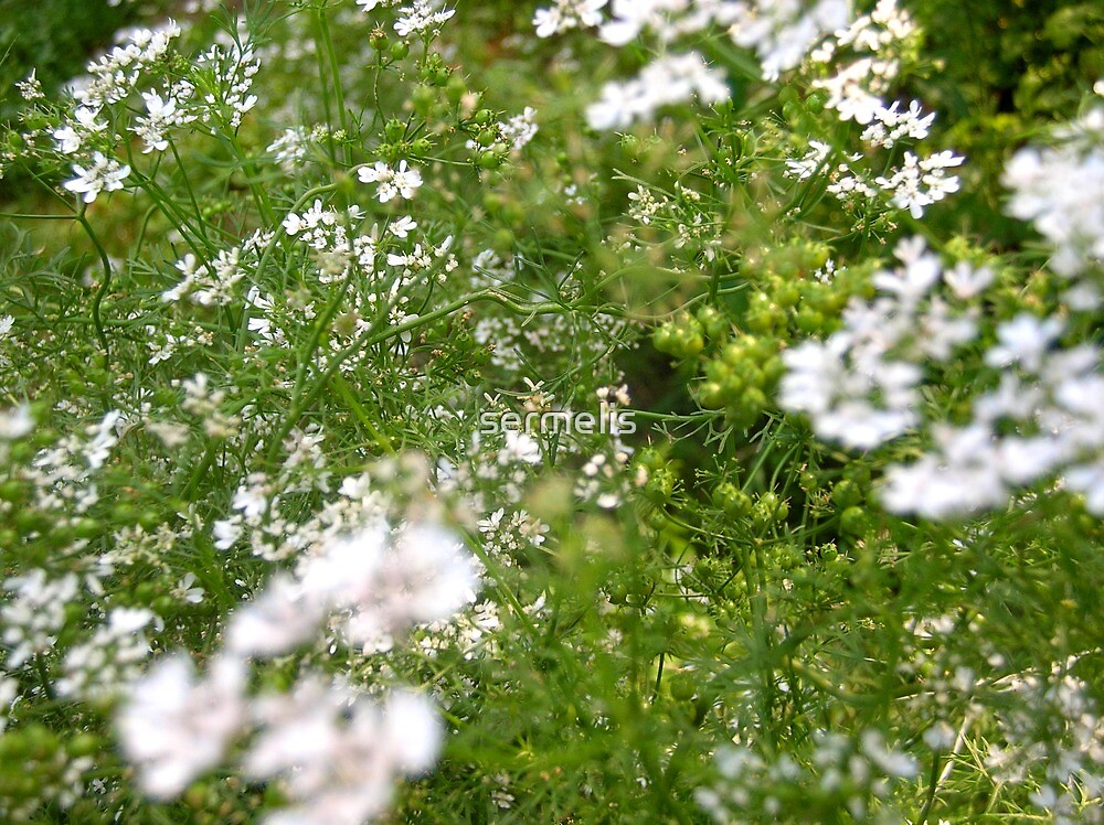 « Flowering Coriander Plant » par sermelis Redbubble