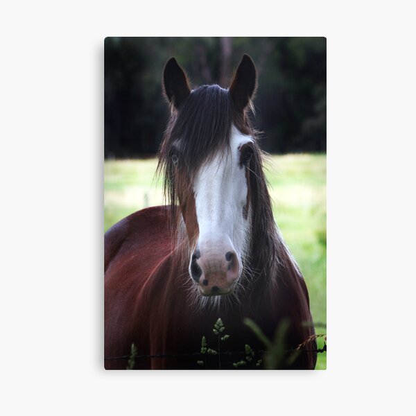 Suzie.. Canvas Print