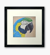 Macaw Framed Print