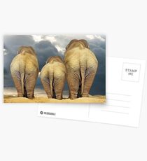 Traveling Elephant Family Postcards
