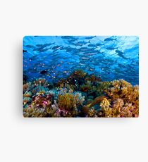 Coral Reef Leinwanddruck