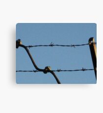 BarbedWire Canvas Print