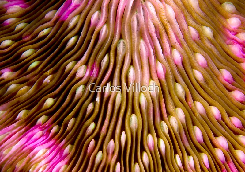 "Coral texture" by Carlos Villoch Redbubble