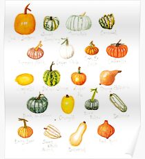 Pumpkin Varieties Poster