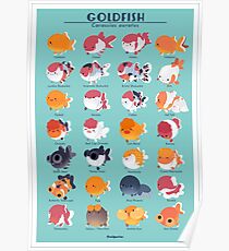 Goldfish Breed Poster Poster