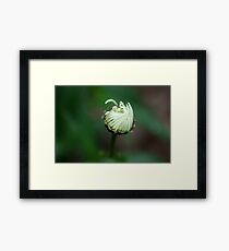 Macro Framed Print