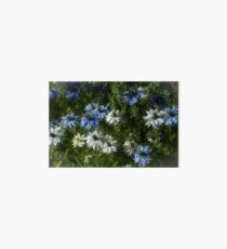 Love-in-the-mist Art Board