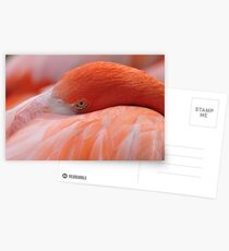 Pink Flamingo Postcards